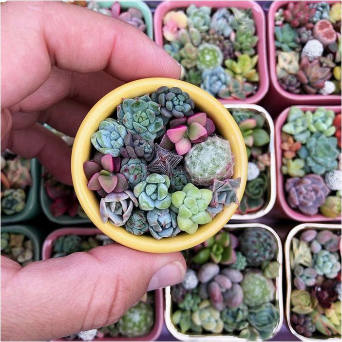 (лучших, instagram-аккаунтов, посвященных, садоводству, ландшафтному, дизайну) 13 лучших Instagram-аккаунтов, посвященных садоводству и ландшафтному дизайну